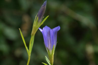 Gentiana pneumonantheKlokjesgentiaan bestellen